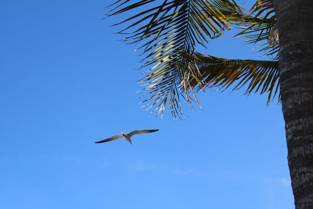 gaviota
